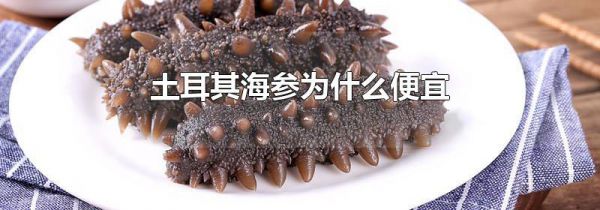 土耳其海参为什么便宜