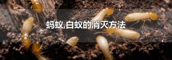 蚂蚁,白蚁的消灭方法