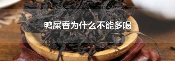 鸭屎香为什么不能多喝