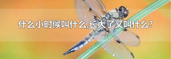 什么小时候叫什么,长大了又叫什么?