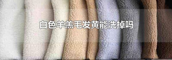 白色羊羔毛发黄能洗掉吗