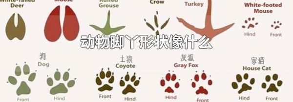 动物脚丫形状像什么