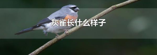 灰雀长什么样子