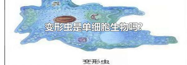 变形虫是单细胞生物吗?