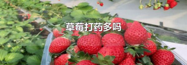 草莓打药多吗