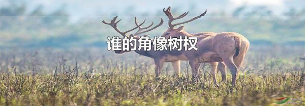 谁的角像树杈