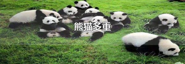 熊猫多重
