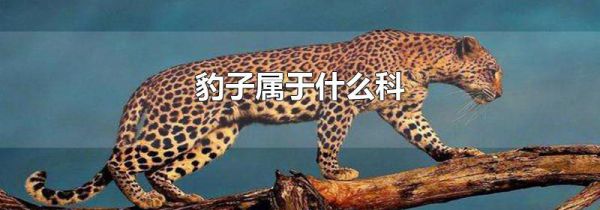 豹子属于什么科
