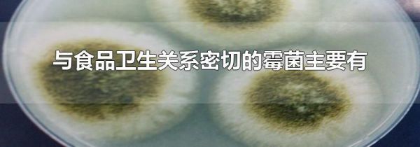 与食品卫生关系密切的霉菌主要有