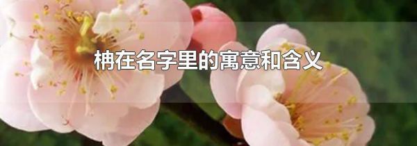 柟在名字里的寓意和含义