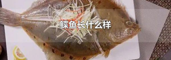 鲽鱼长什么样