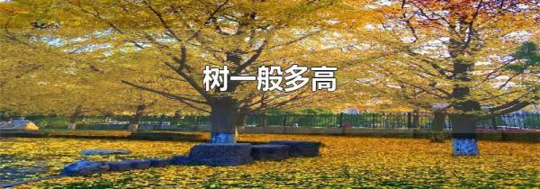 树一般多高