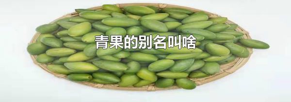青果的别名叫啥