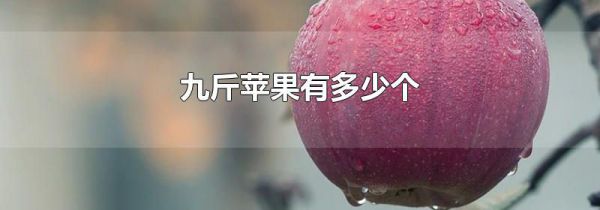 九斤苹果有多少个