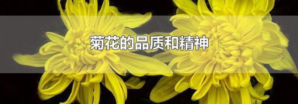 菊花的品质和精神