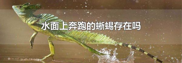 水面上奔跑的蜥蜴存在吗