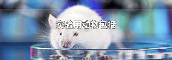 实验用动物包括