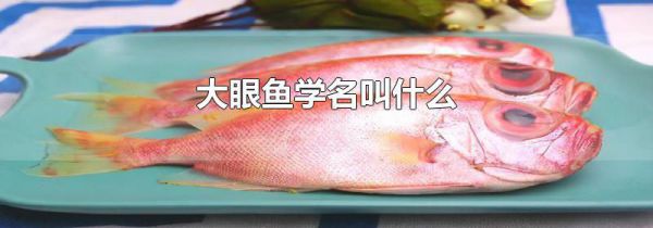 大眼鱼学名叫什么