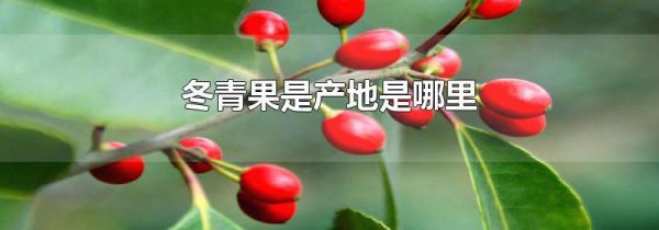 冬青果是产地是哪里
