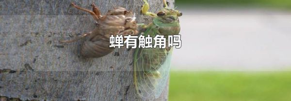 蝉有触角吗
