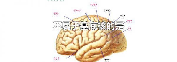 不属于基底核的是