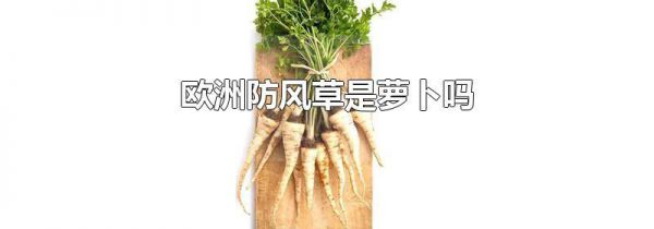 欧洲防风草是萝卜吗