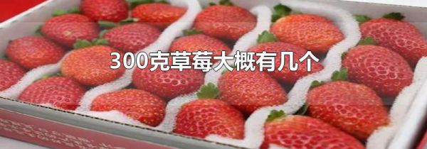 300克草莓大概有几个