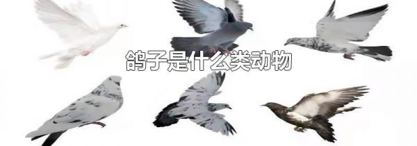 鸽子是什么类动物