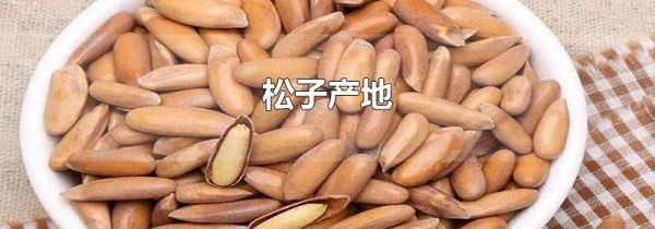 松子产地
