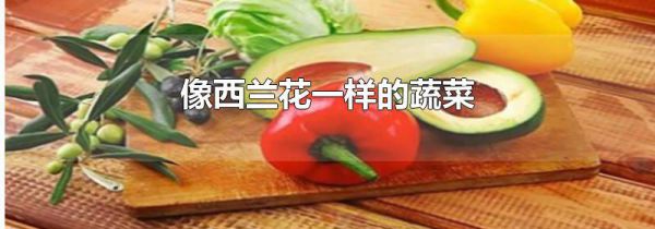 像西兰花一样的蔬菜