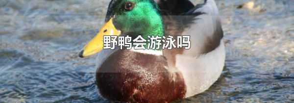 野鸭会游泳吗