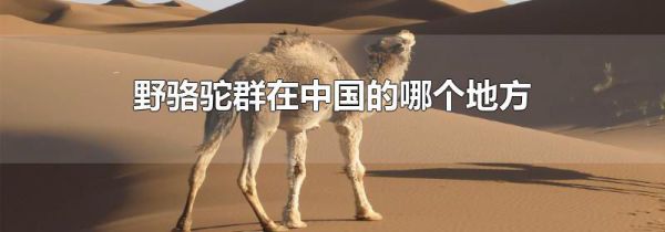 野骆驼群在中国的哪个地方