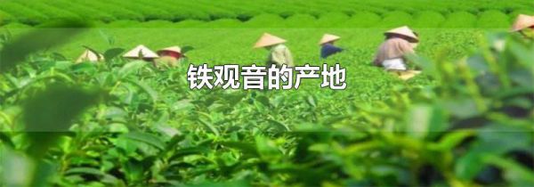铁观音的产地