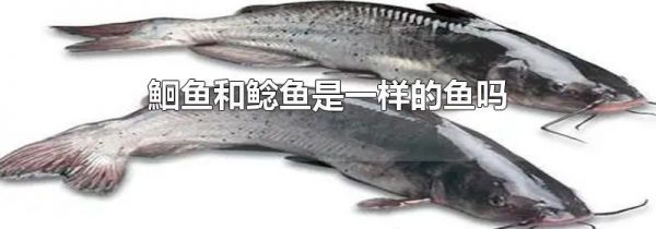 鮰鱼和鲶鱼是一样的鱼吗