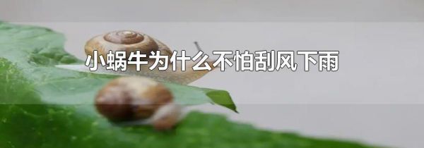 小蜗牛为什么不怕刮风下雨