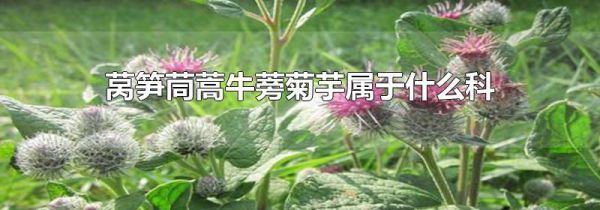 莴笋茼蒿牛蒡菊芋属于什么科
