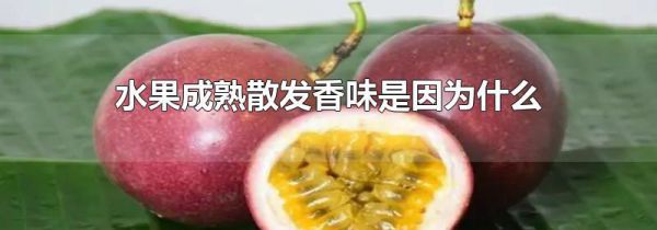 水果成熟散发香味是因为什么