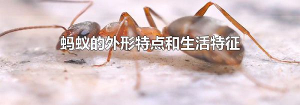 蚂蚁的外形特点和生活特征