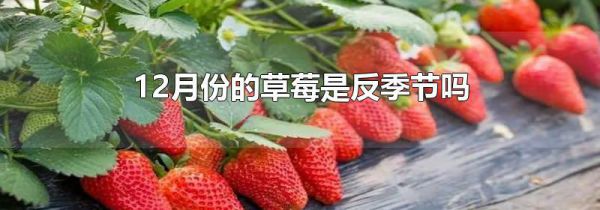 12月份的草莓是反季节吗