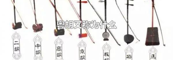 粤胡又称为什么