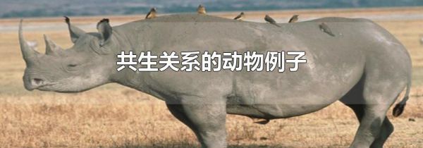 共生关系的动物例子