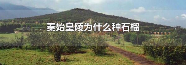 秦始皇陵为什么种石榴