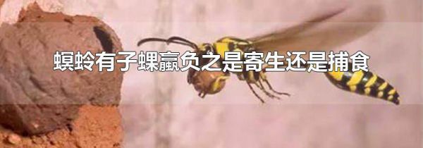 螟蛉有子蜾蠃负之是寄生还是捕食