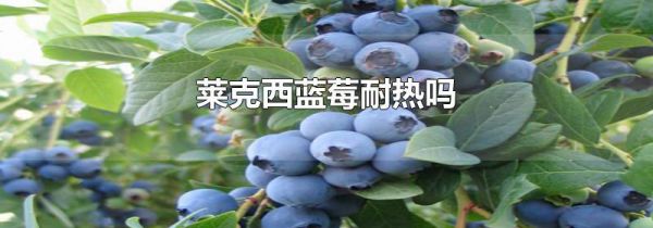 莱克西蓝莓耐热吗