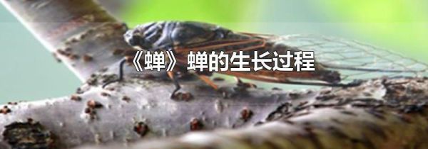 《蝉》蝉的生长过程