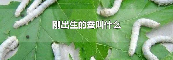 刚出生的蚕叫什么