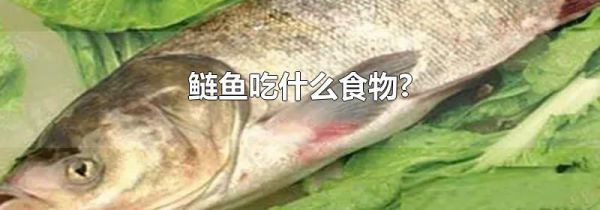 鲢鱼吃什么食物?