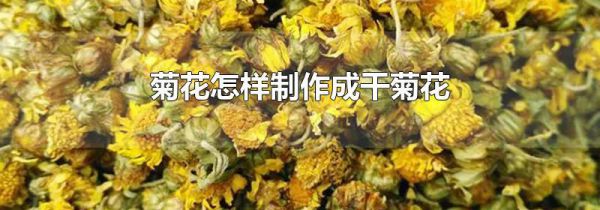 菊花怎样制作成干菊花