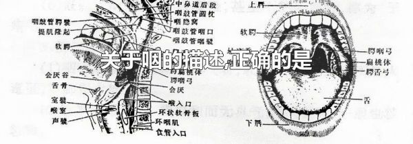 关于咽的描述,正确的是