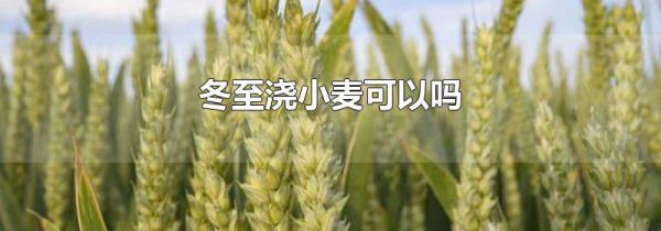 冬至浇小麦可以吗